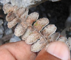 Astrolepis crassifolia