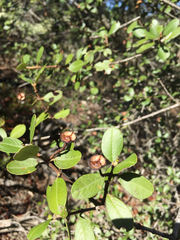 Ceanothus megacarpus insularis