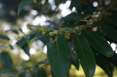 Glochidion philippicum