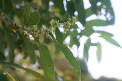 Glochidion philippicum