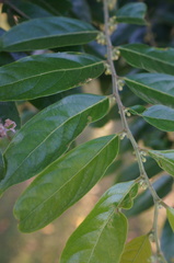 Glochidion philippicum