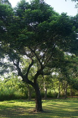 Glochidion philippicum