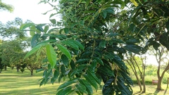 Glochidion philippicum