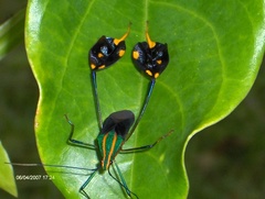 Diactor bilineatus