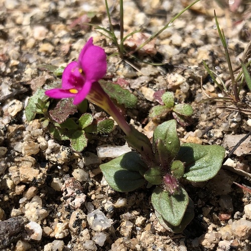 iNaturalist observation photo of Congdon's monkeyflower