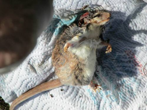 Mesopotamian Fat-tailed Opossum