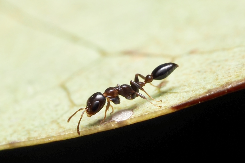 Shining Dark Twig Ant