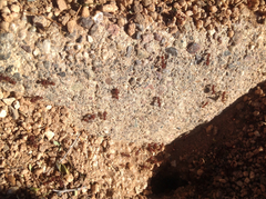 Acromyrmex versicolor