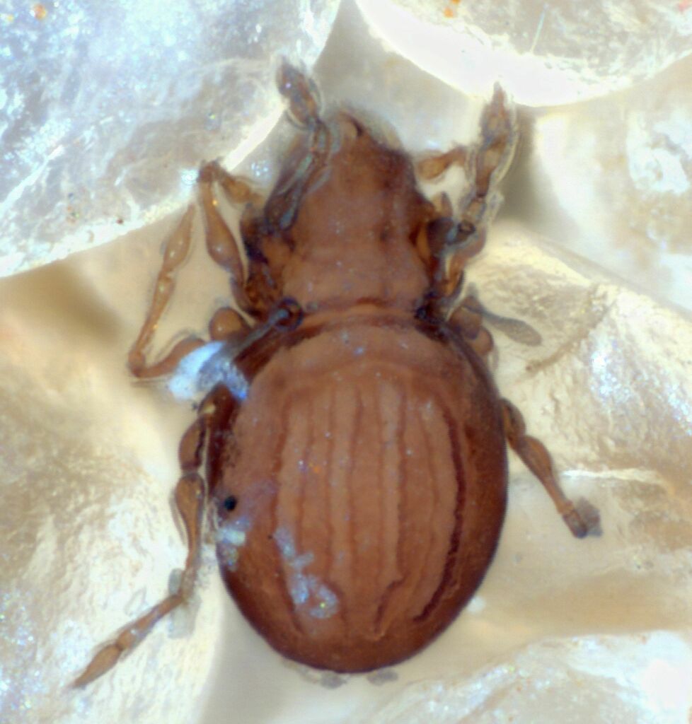 Gymnodamaeoidea