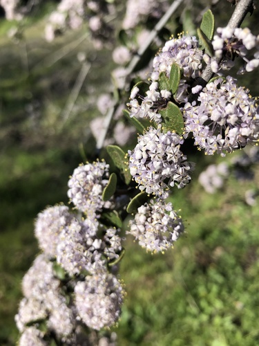 iNaturalist observation photo of Buckbrush