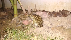 Duttaphrynus melanostictus