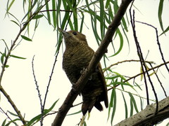 Dryobates passerinus