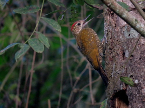 Veniliornis frontalis