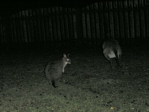 Red-necked Pademelon, O'Reilly QLD 4275, Australia, photo 8 of 10