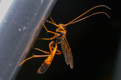 Opheltes glaucopterus