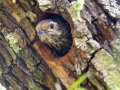Dryobates spilogaster