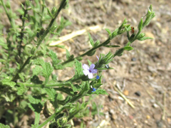 Verbena plicata