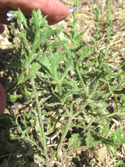 Verbena plicata