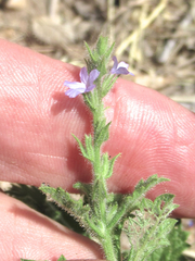 Verbena plicata