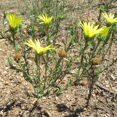 Xanthisma texanum drummondii