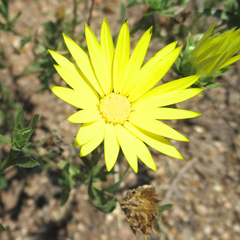 Xanthisma texanum drummondii