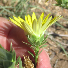 Xanthisma texanum drummondii