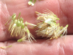 Xanthisma texanum drummondii