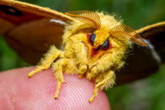 Taturana-verde (Automeris spp.)