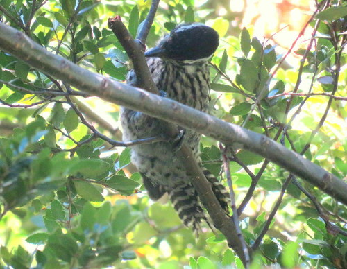 Veniliornis lignarius