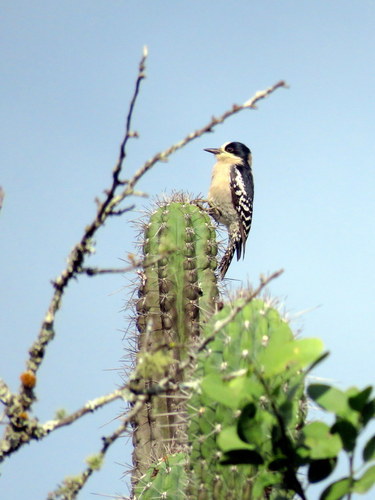 Melanerpes cactorum