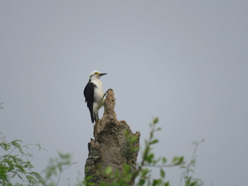 Melanerpes candidus