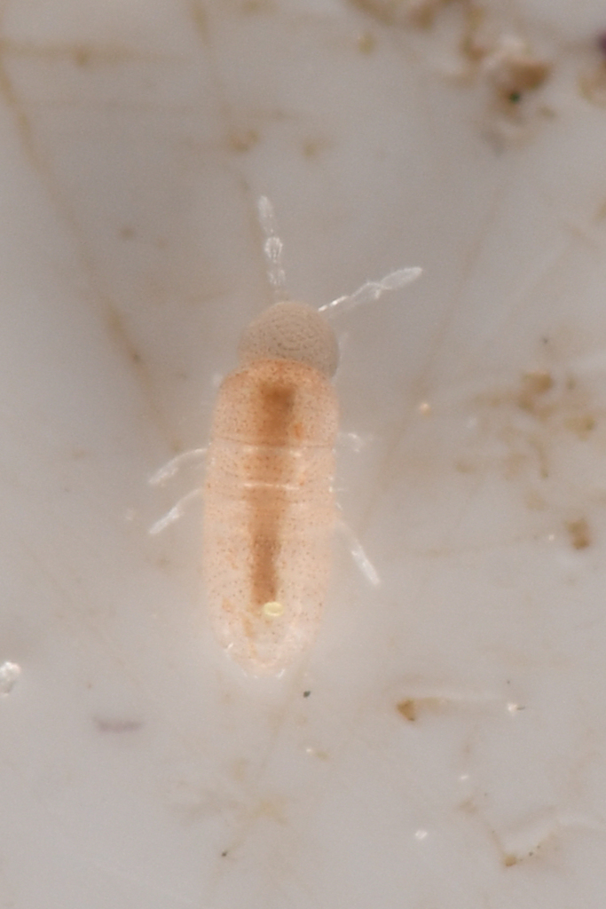 Oncopoduridae