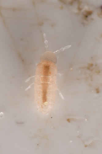 Representative image of Oncopoduridae