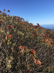 Eriogonum arborescens