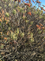 Eriogonum arborescens