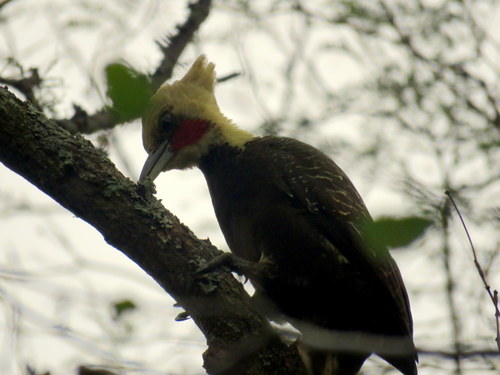 Celeus lugubris