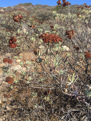 Eriogonum arborescens