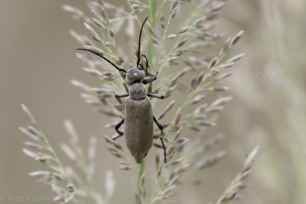 Epicauta mimetica
