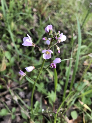 iNaturalist observation photo of milkmaids