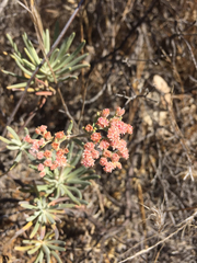 Eriogonum arborescens