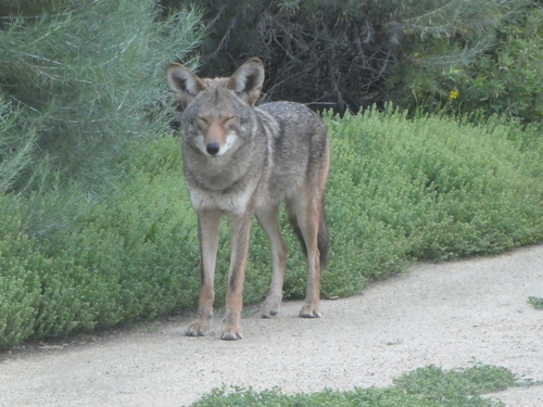 iNaturalist observation photo of Coyote