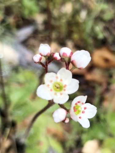 iNaturalist observation photo of California Saxifrage