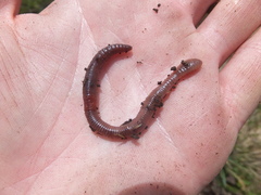 Lumbricus rubellus