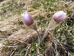 Pulsatilla vernalis