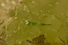Gobiesocidae