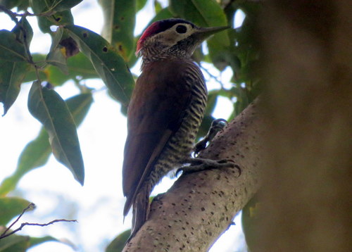 Colaptes rubiginosus