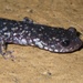 Western Slimy Salamander - Photo (c) Dave Thomas, some rights reserved (CC BY-NC)
