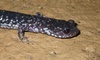 Western Slimy Salamander - Photo (c) Dave Thomas, some rights reserved (CC BY-NC)