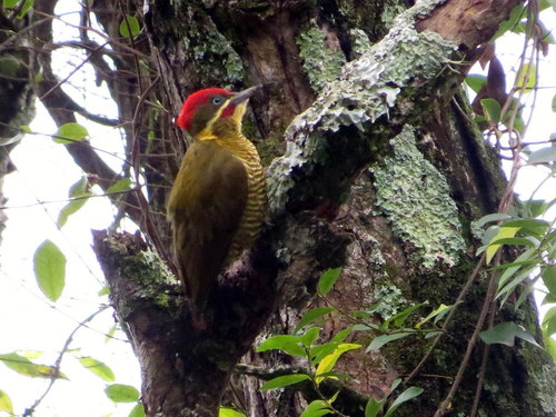 Piculus chrysochloros