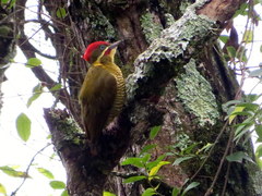 Piculus chrysochloros